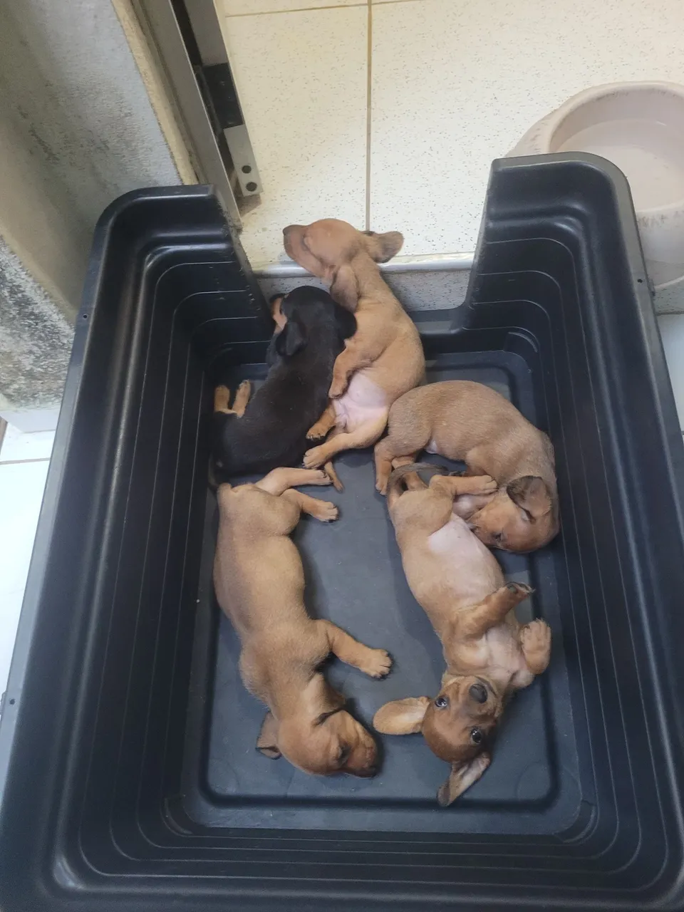 Filhotes de Dachshund 