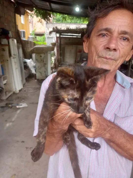 Gato Filhote para adoção  - Foto 3