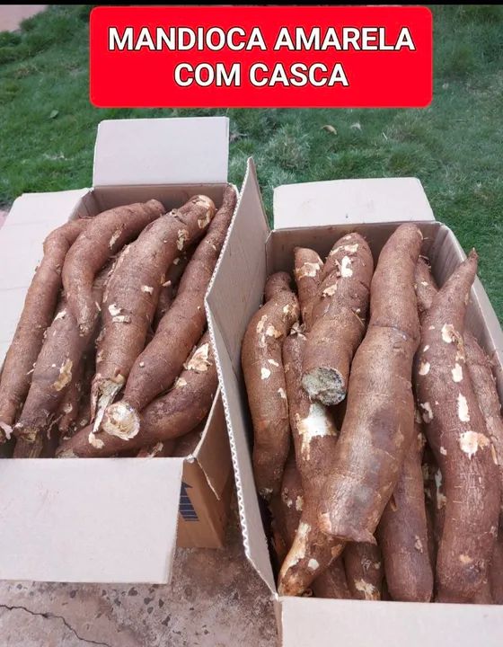 Mandioca Amarela com CASCA.