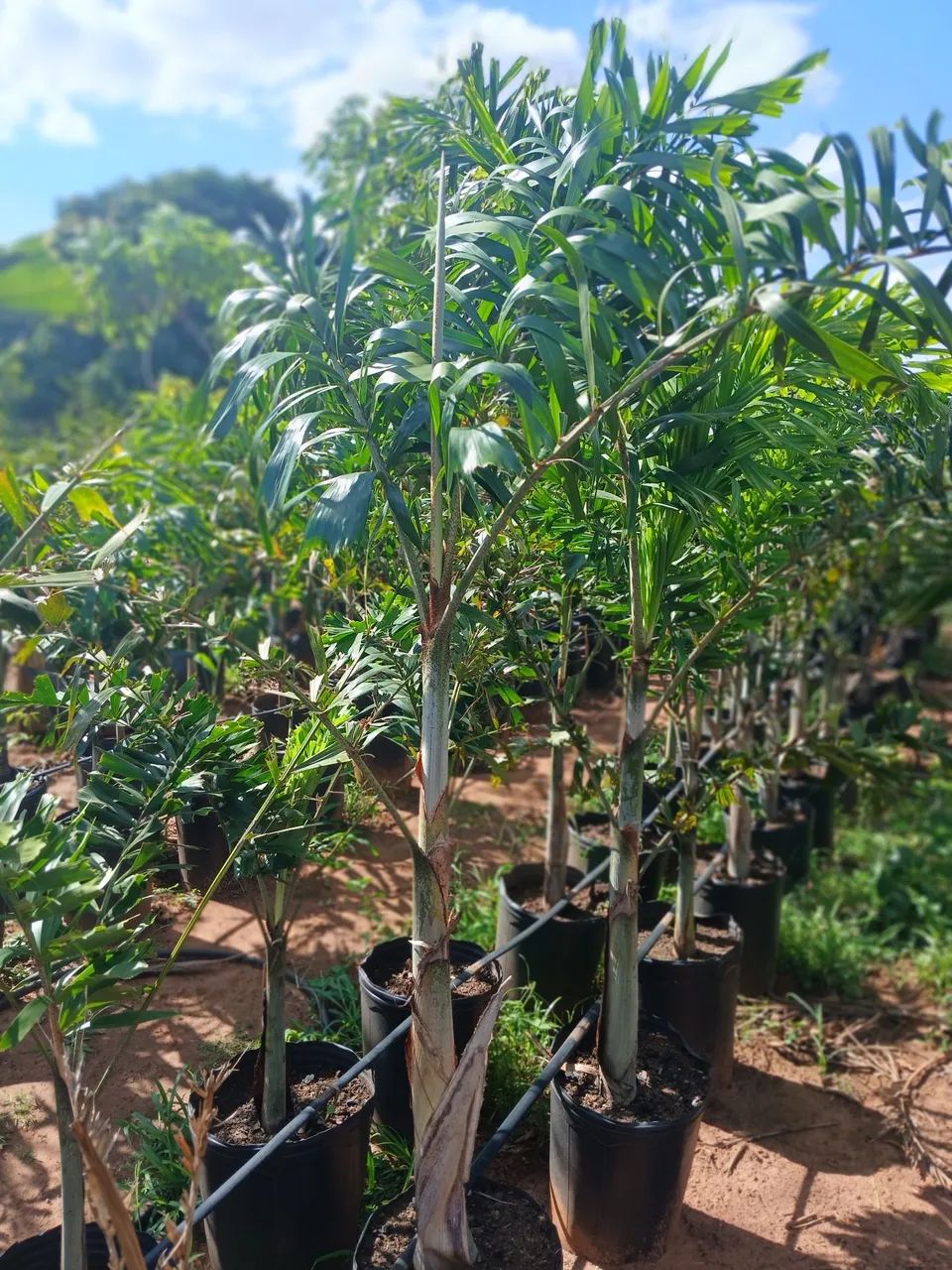 Palmeira rabo de raposa 1.5 de altura  - Foto 3