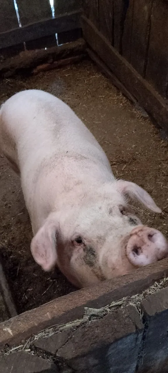 Porco cachaço 