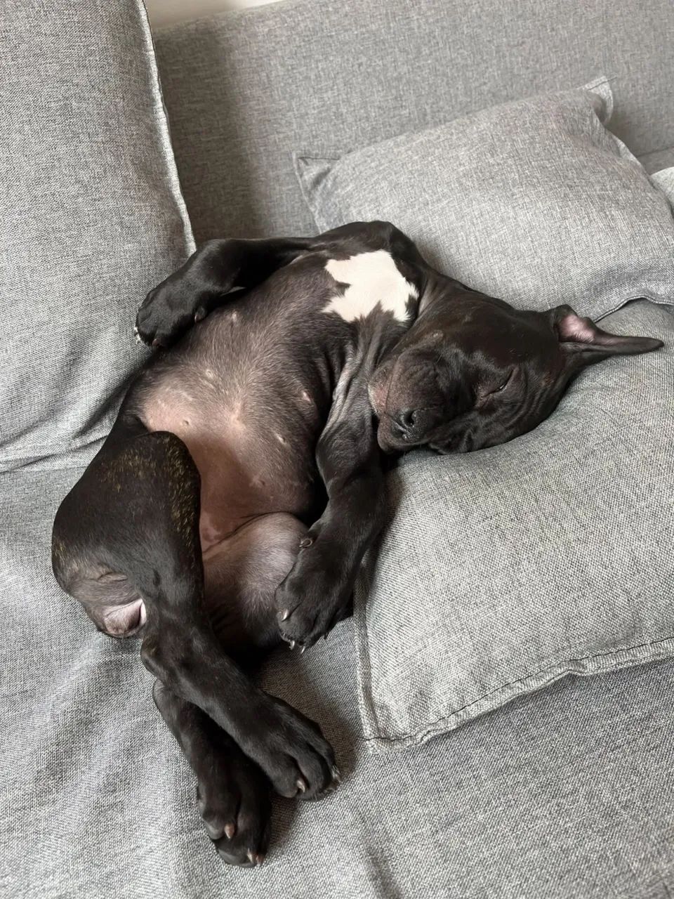Filhote Pitbull 3 meses  - Foto 4