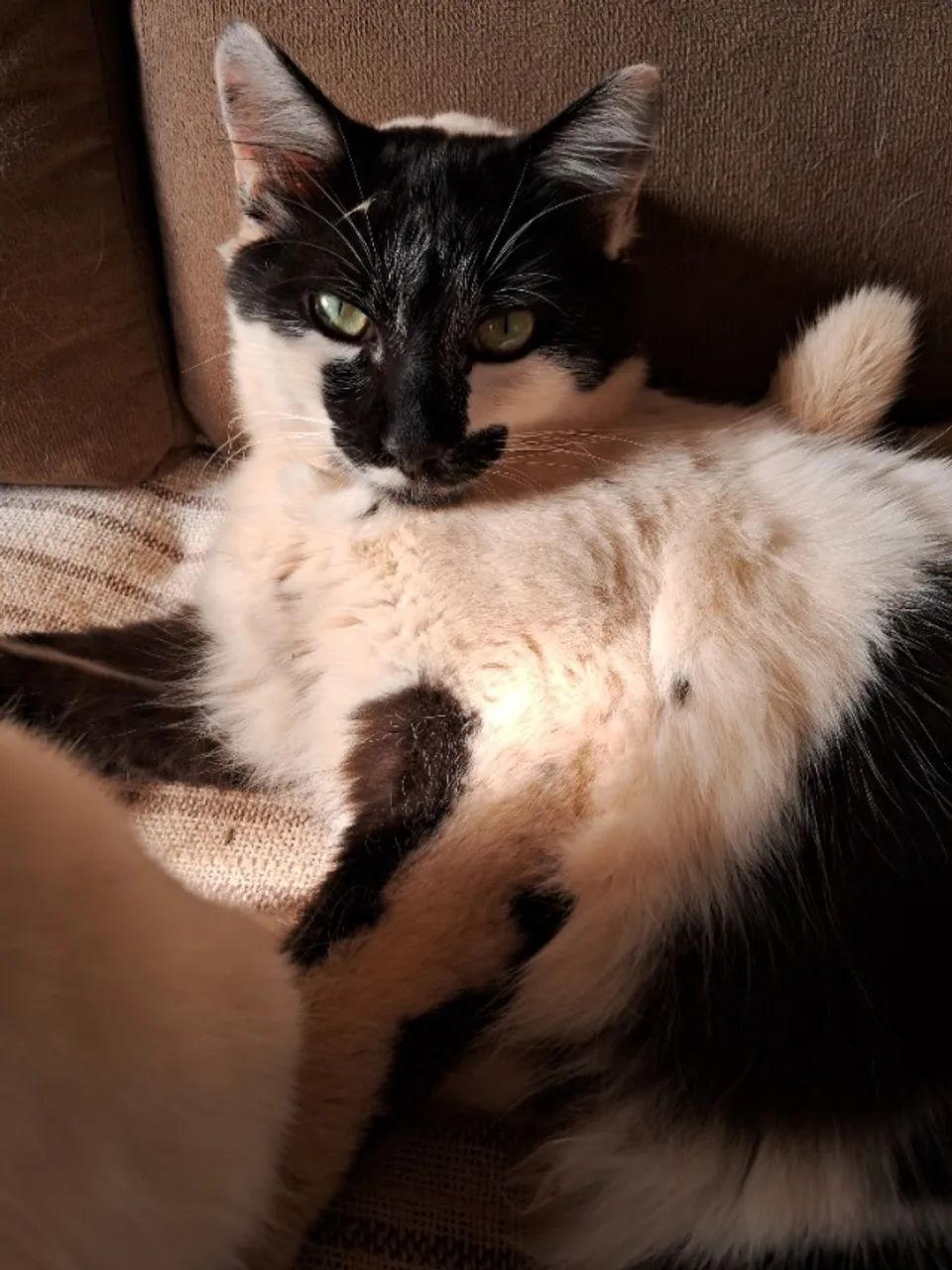 Doação de 4 gatos - Foto 5