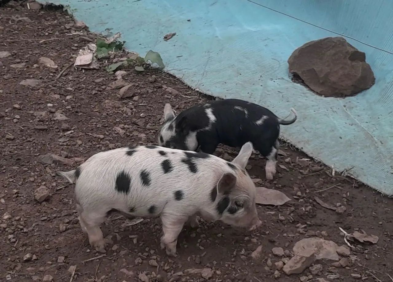 Mini porcos  - Foto 2