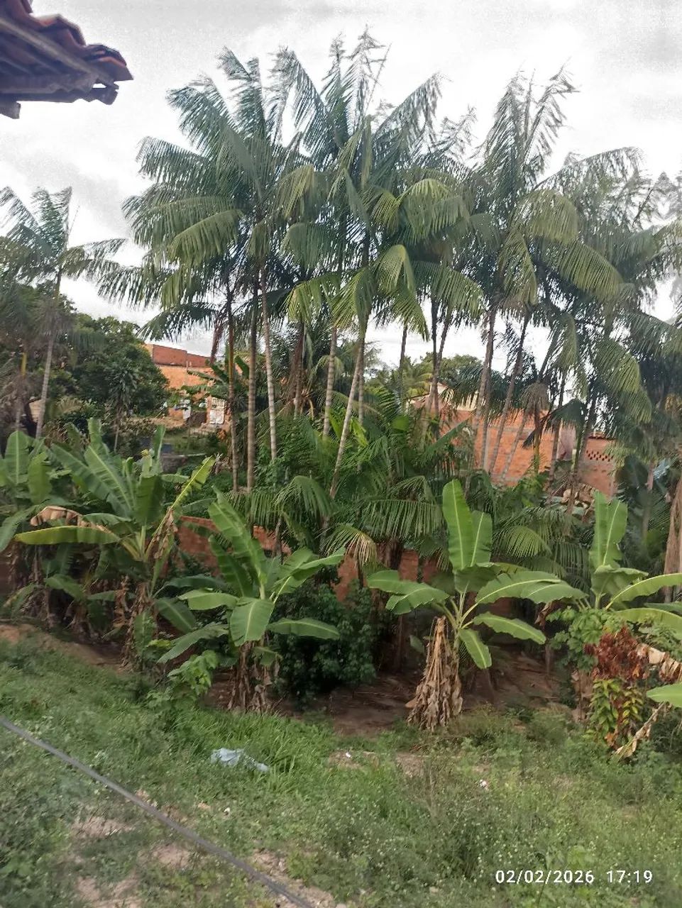 Casa com terreno e plantação de jussara - Foto 2
