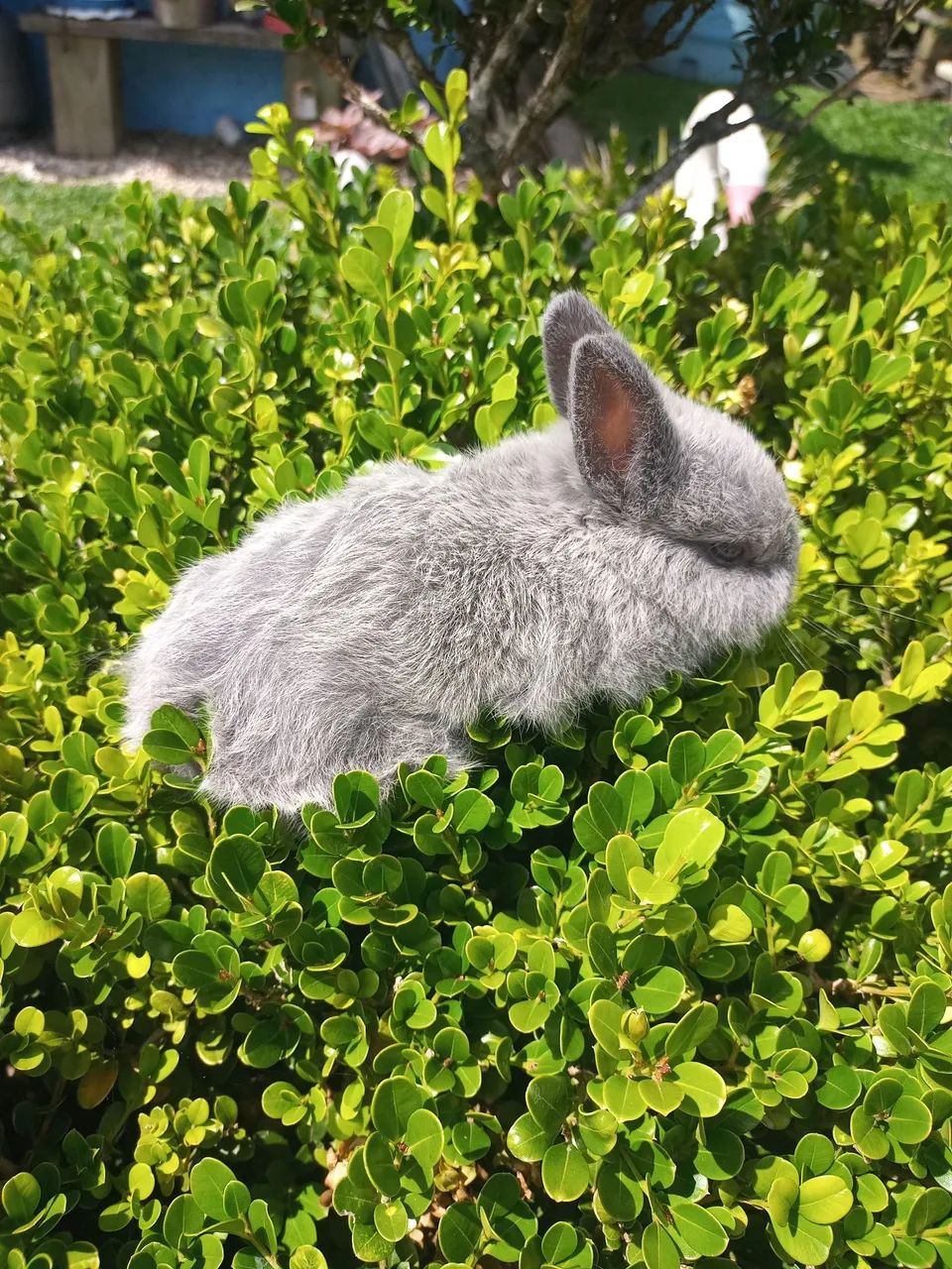 Filhotes de mini coelhos nertland  - Foto 2