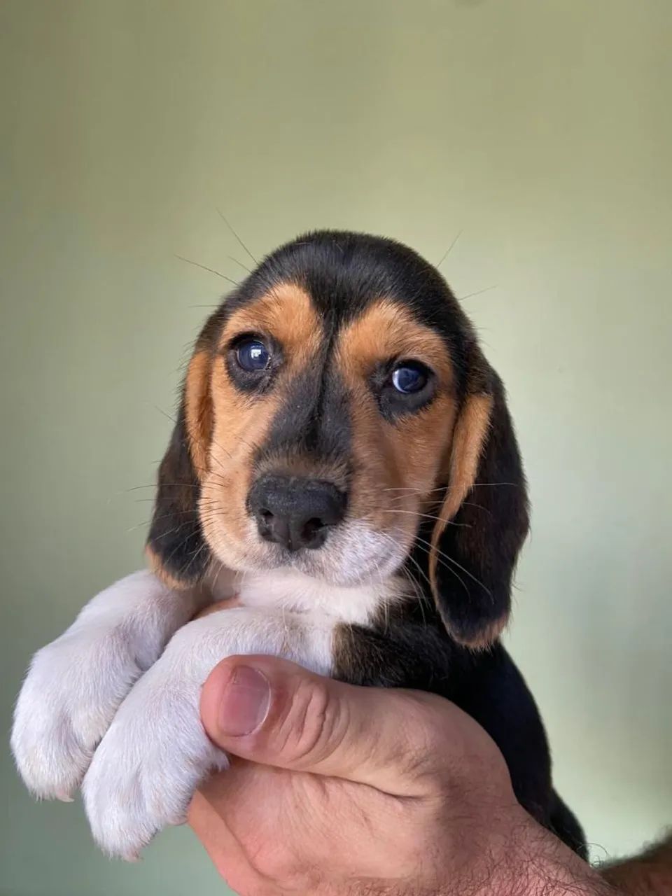 Filhotes de Beagle  - Foto 5