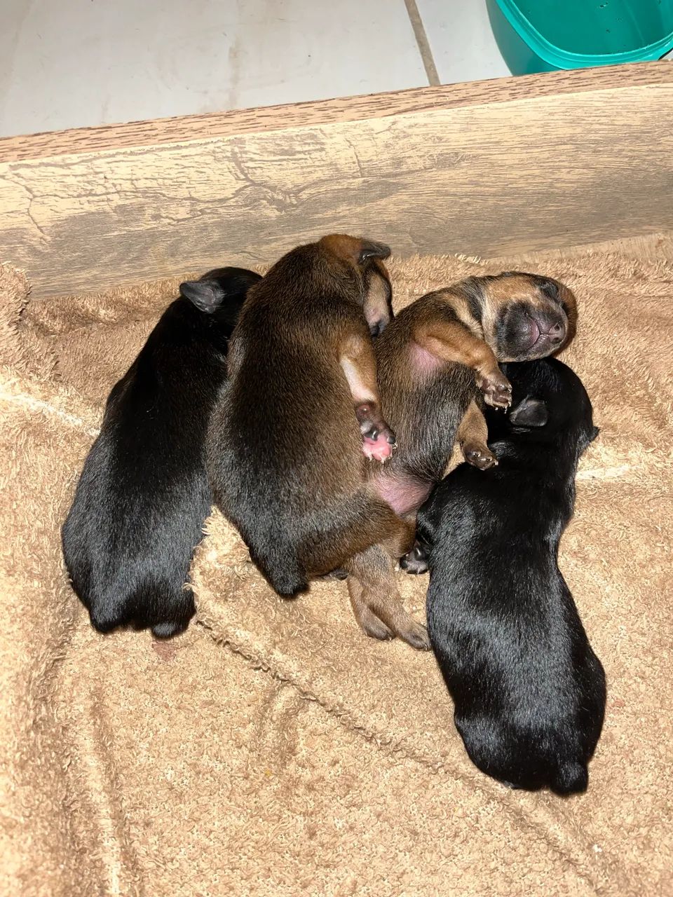 Pinscher 