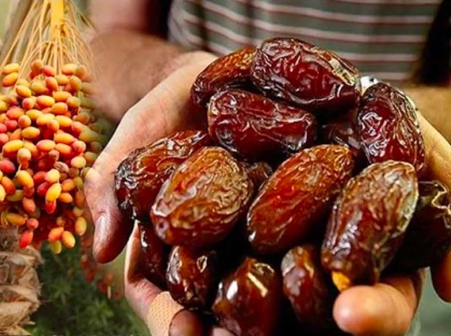 Rara Tâmara mudas fruto palmeira - Foto 5