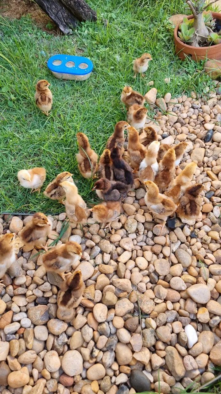Pintinhos machos e fêmeas Galinha Poedeira Rhode Island Red  - Foto 2