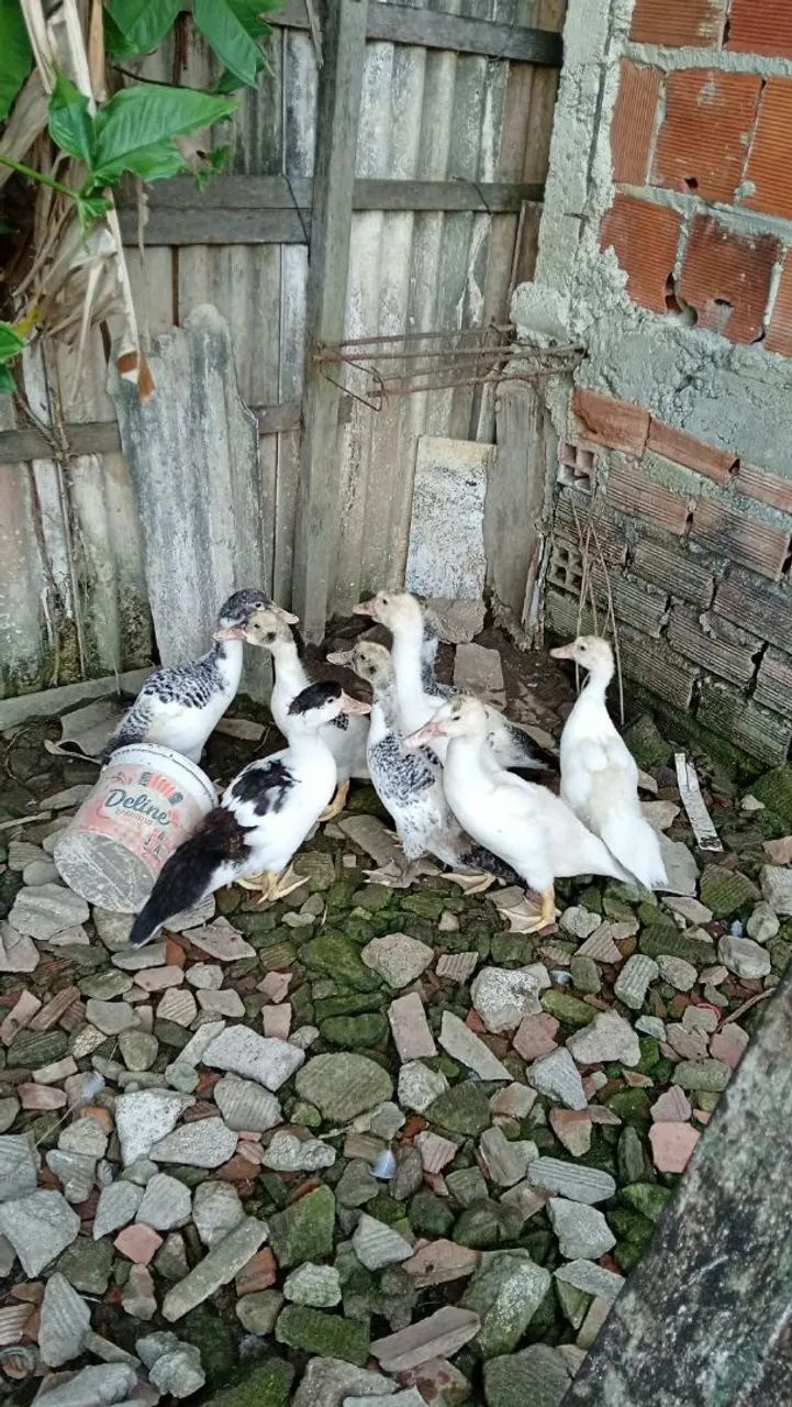 Patos