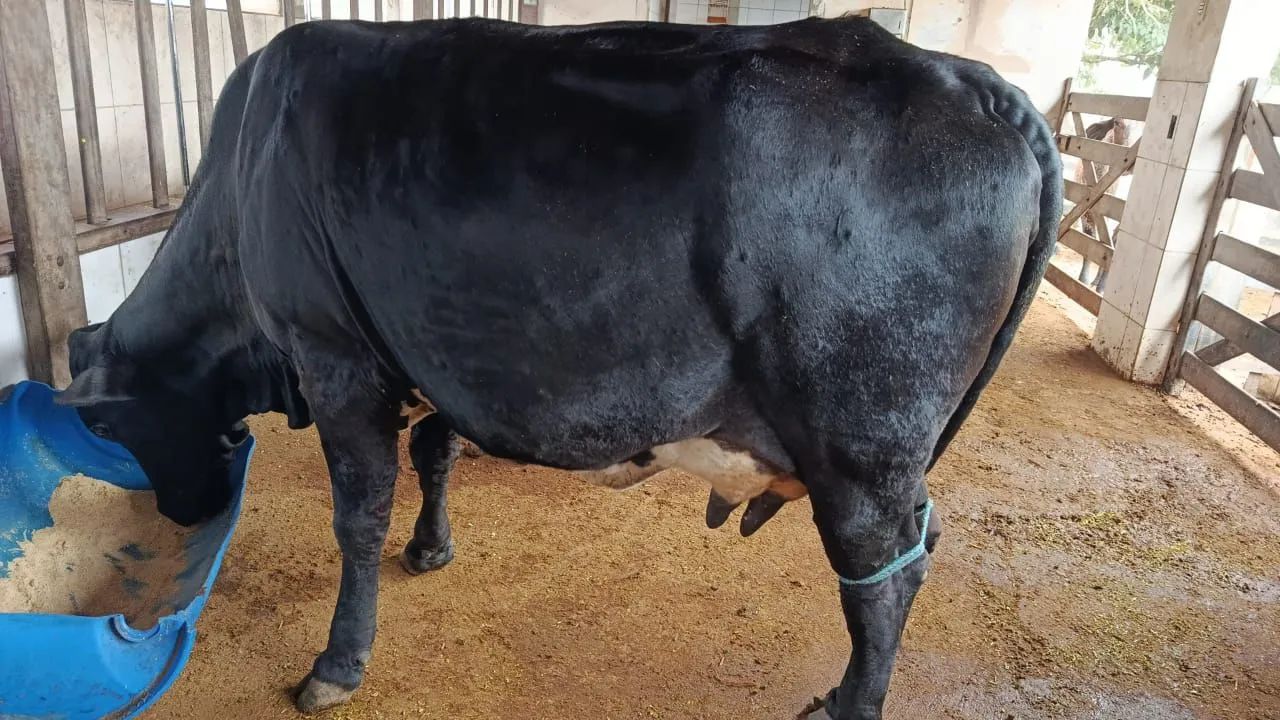 Vacas de leite - Foto 5
