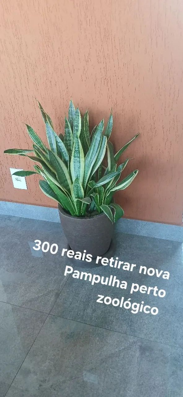 Plantas  decoração  - Foto 5