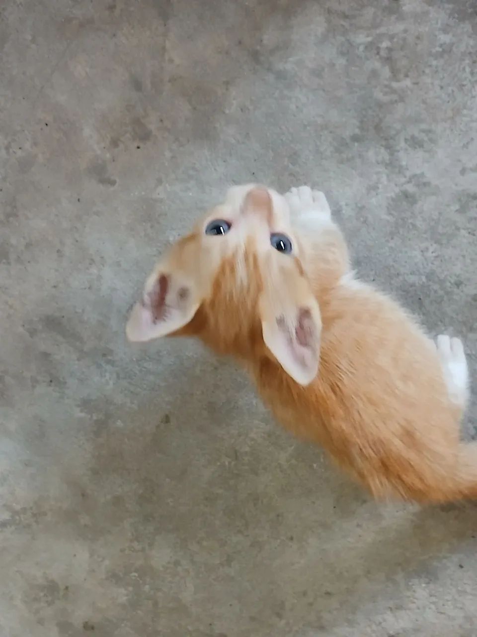 Doação de gatos - Foto 5