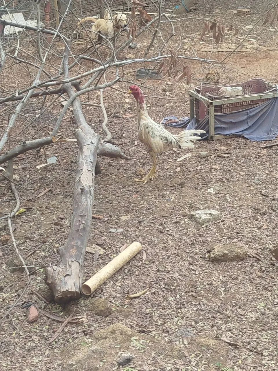 Frango de raça! - Foto 5