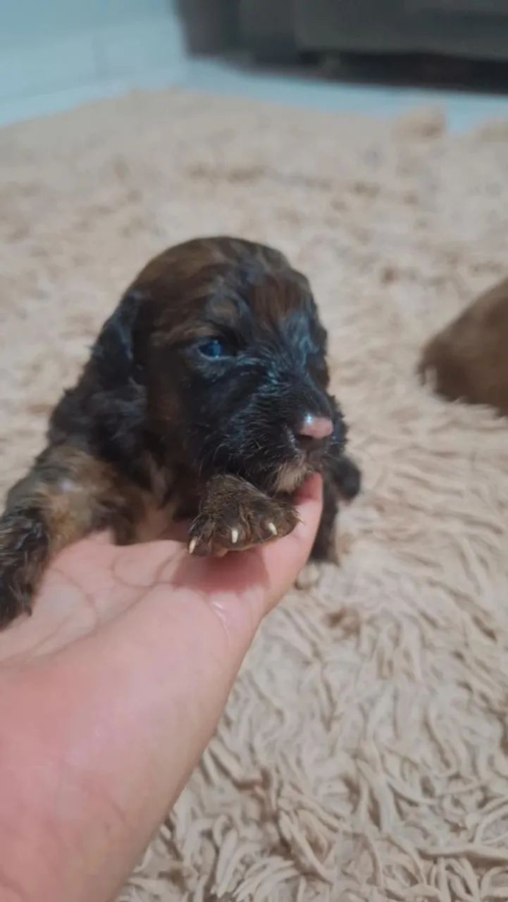 Cachorrinhos para ado ção - Foto 2