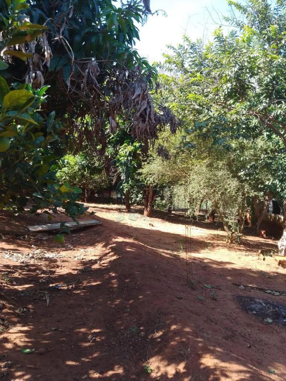 SÍTIO EM CRAVINHOS - Foto 5