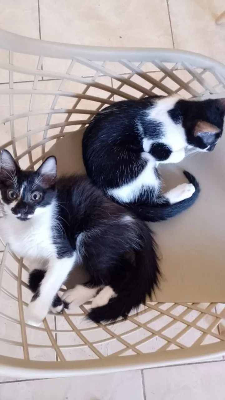 Gatinhos para adoção responsável, doação  - Foto 5