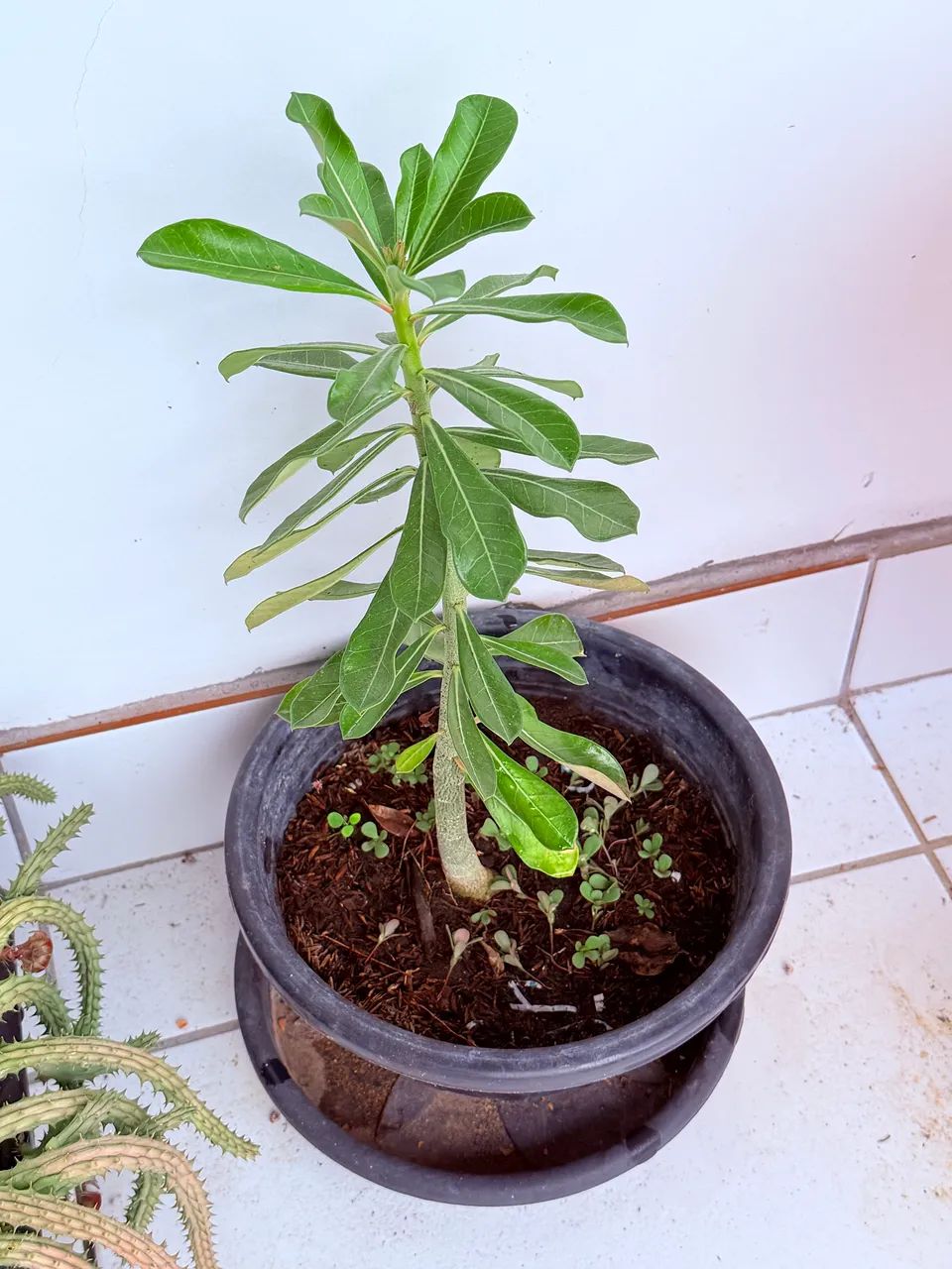 Plantas - Foto 4