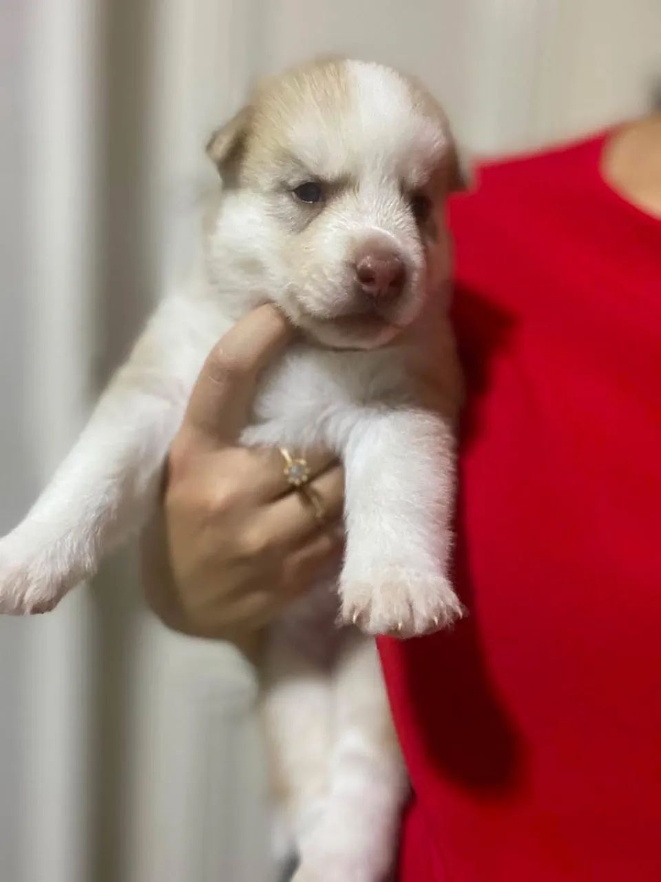 Filhotes de husky siberiano  - Foto 2