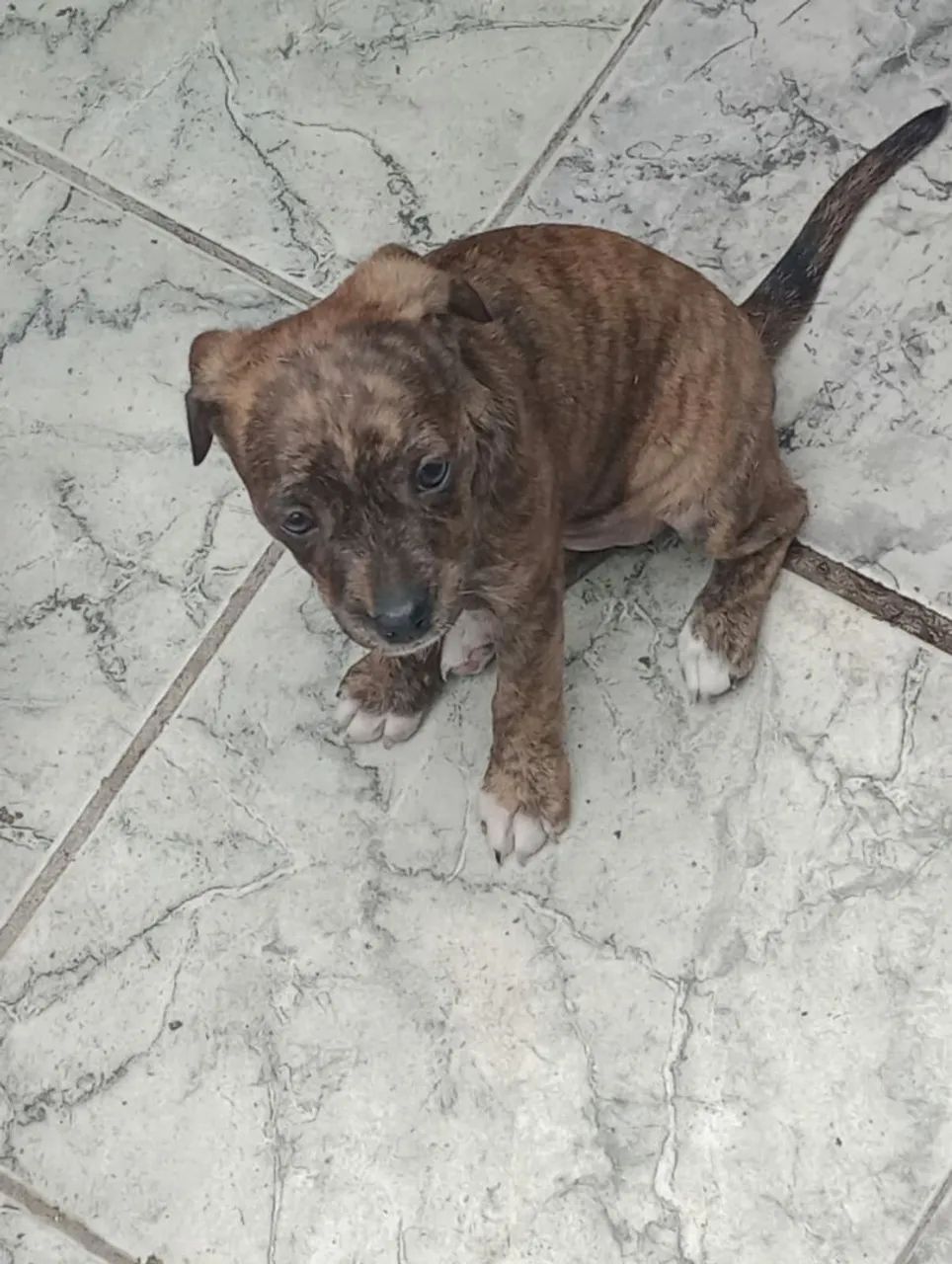 Cachorro  - Foto 2