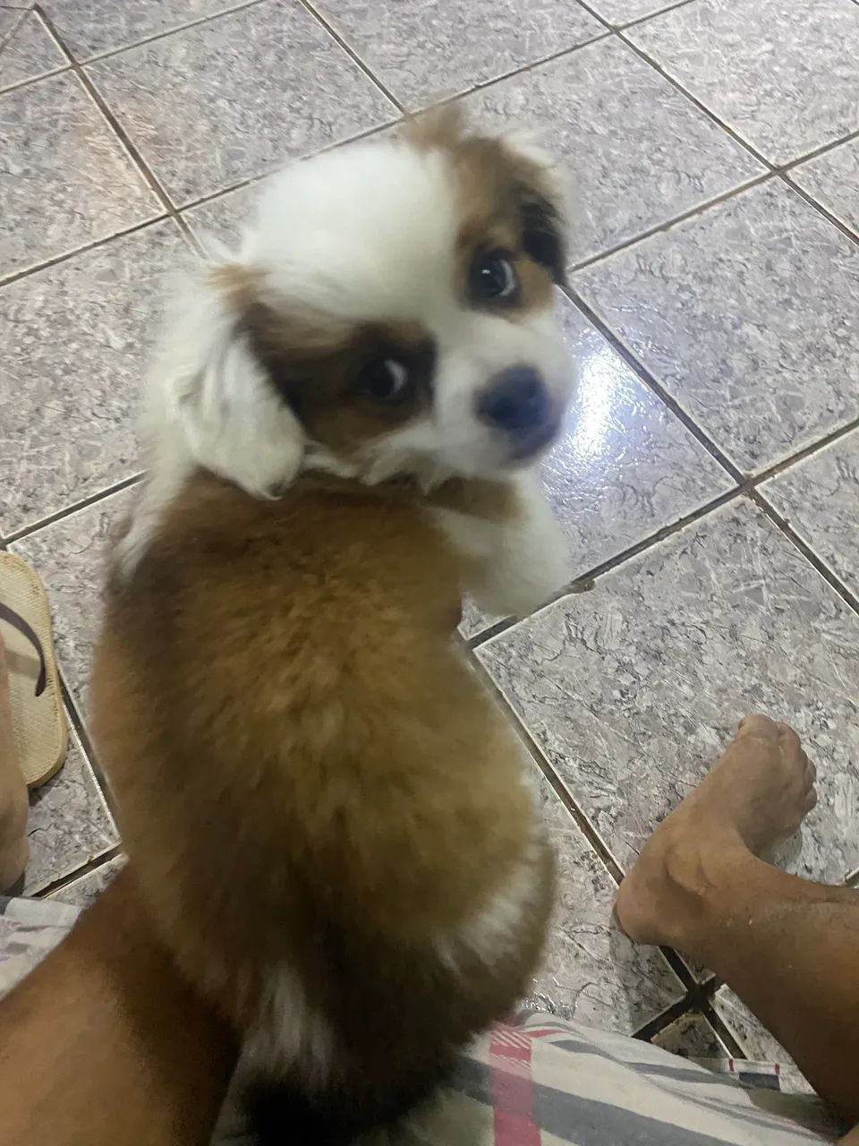 Vendo filhote de lhasa 350,00