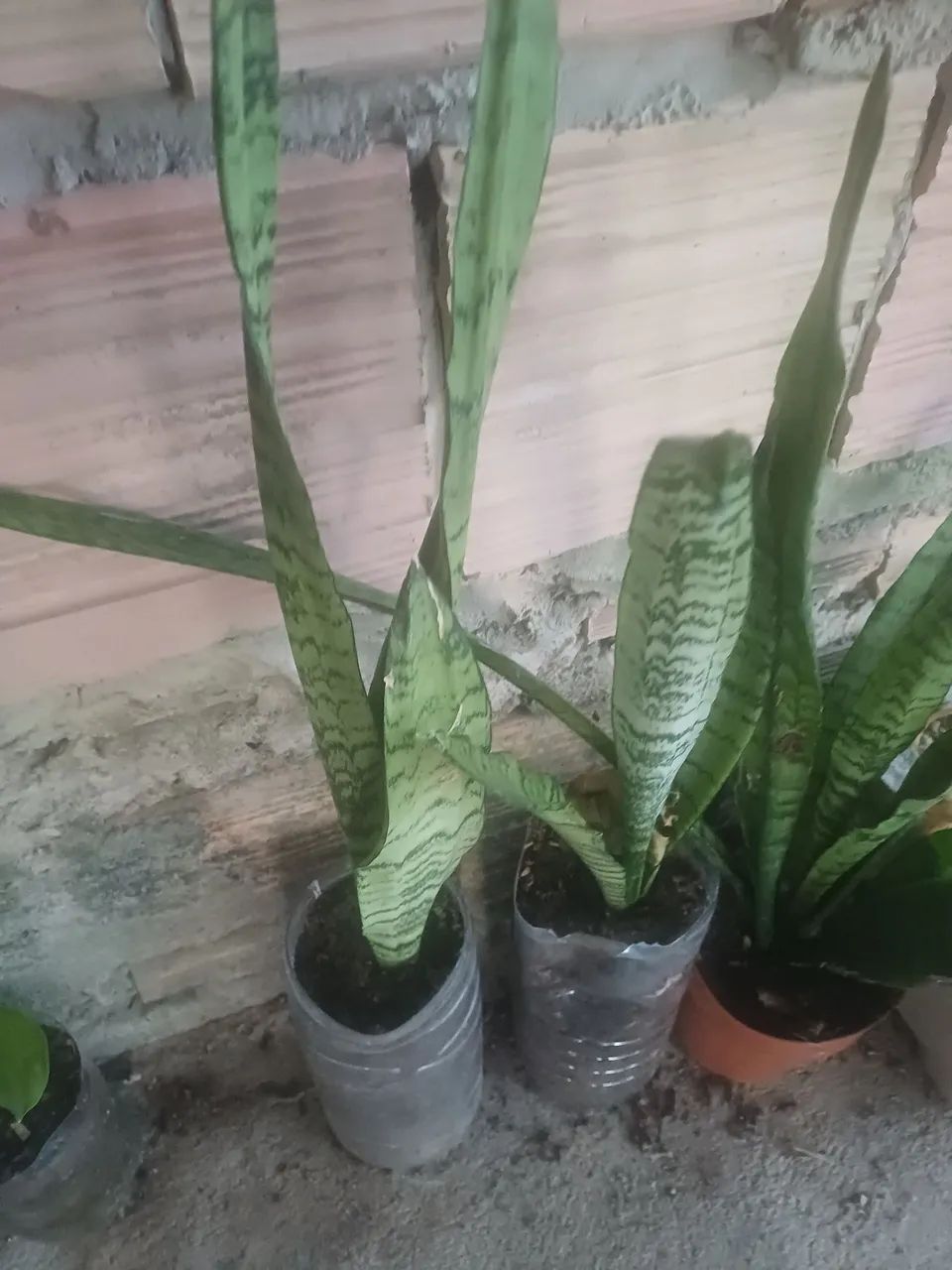 Plantas e mudas e no vaso - Foto 2