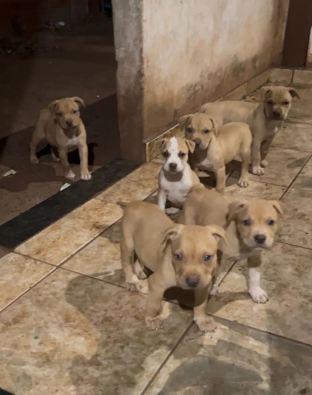 Filhote de pitbull  - Foto 2