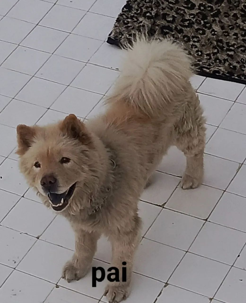 Doando Chow chow