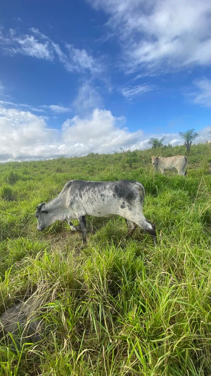 DUAS NOVILHA  - Foto 2