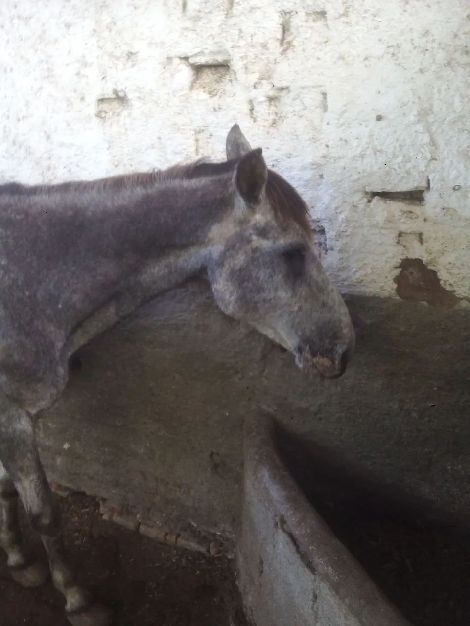 Cavalo - Foto 2