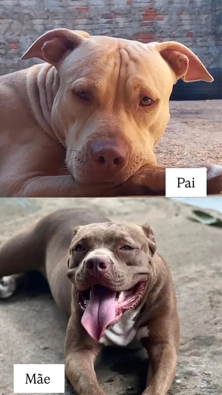 FILHOTE DE PITBULL - Foto 2