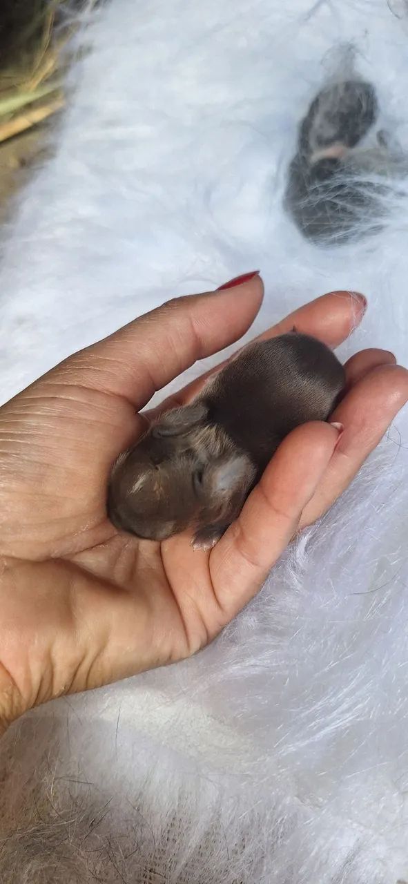 Mini coelho Netherland Dwarf 