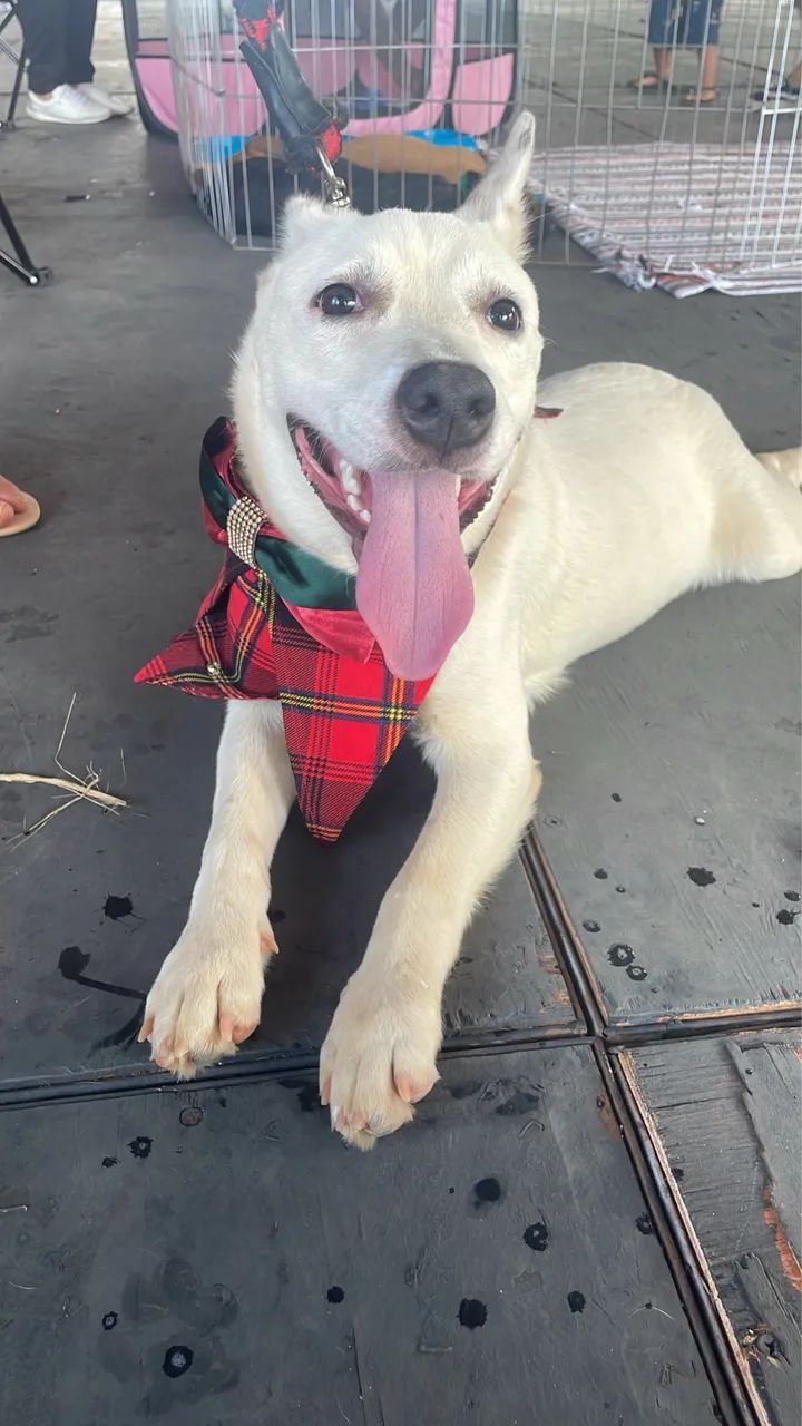 Cachorro para adoção  - Foto 3