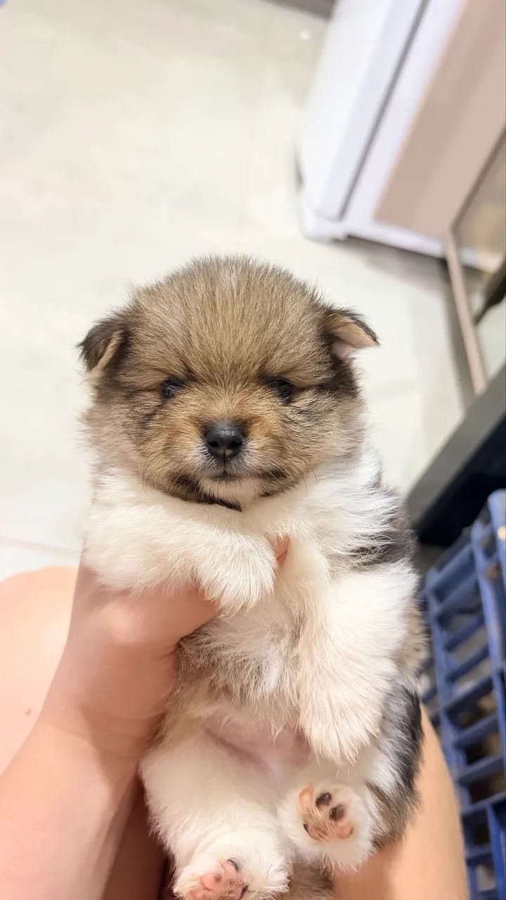 Cachorro - Foto 4