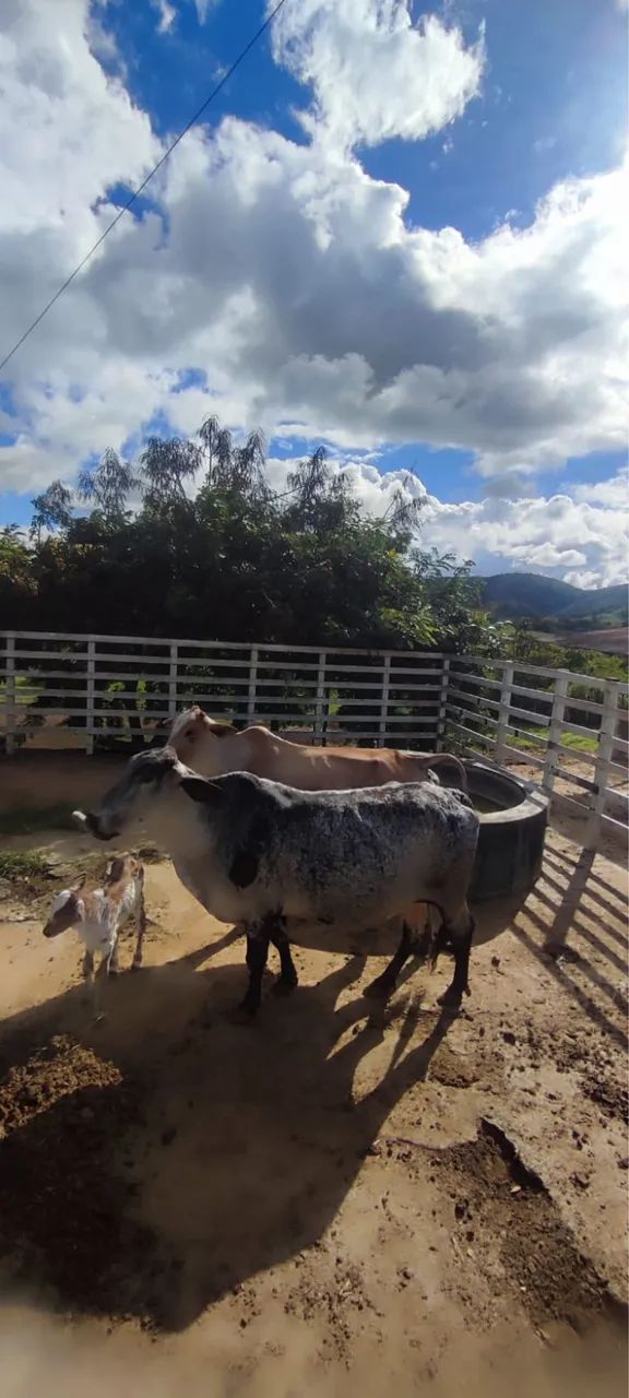 Vendo vacas girolandas - Foto 6