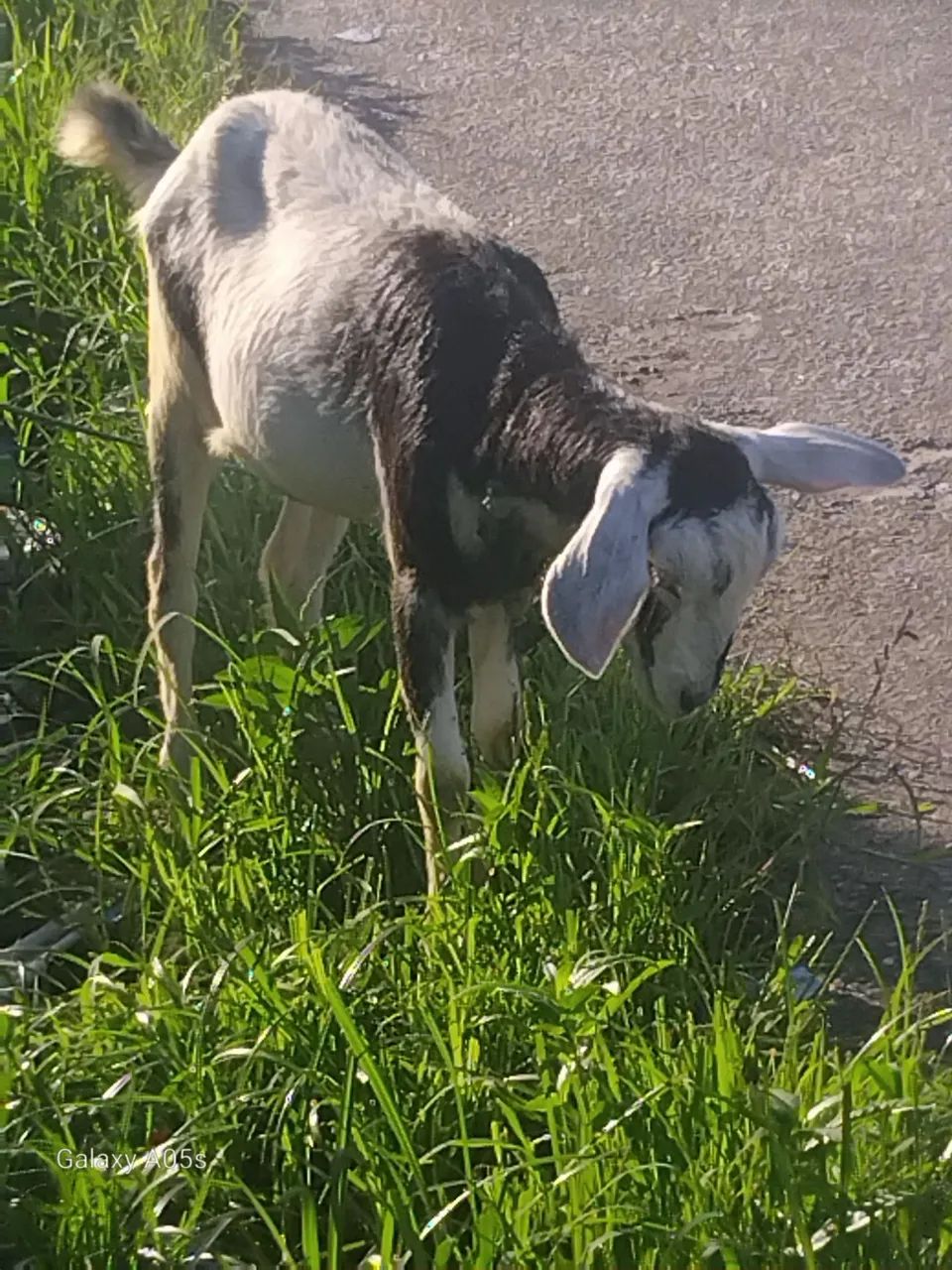 Bode cabrito - Foto 3
