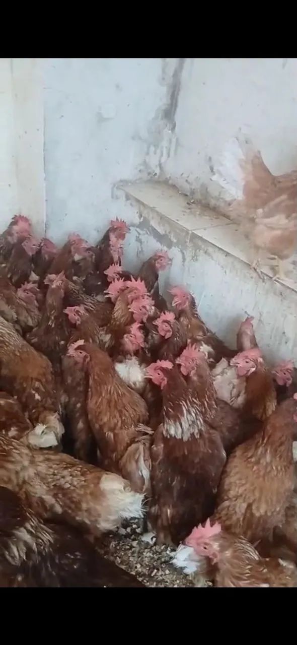 Galinhas vivas e abatidas 25.00 promoção temos galos , patos , frangos  - Foto 2