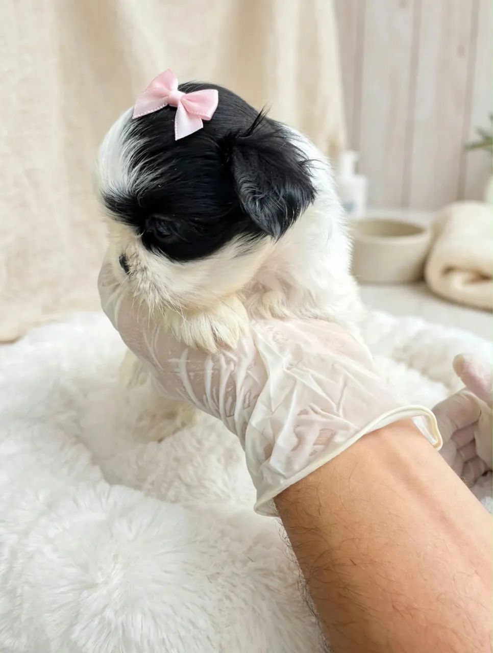 Linda Shih tzu  - Foto 5