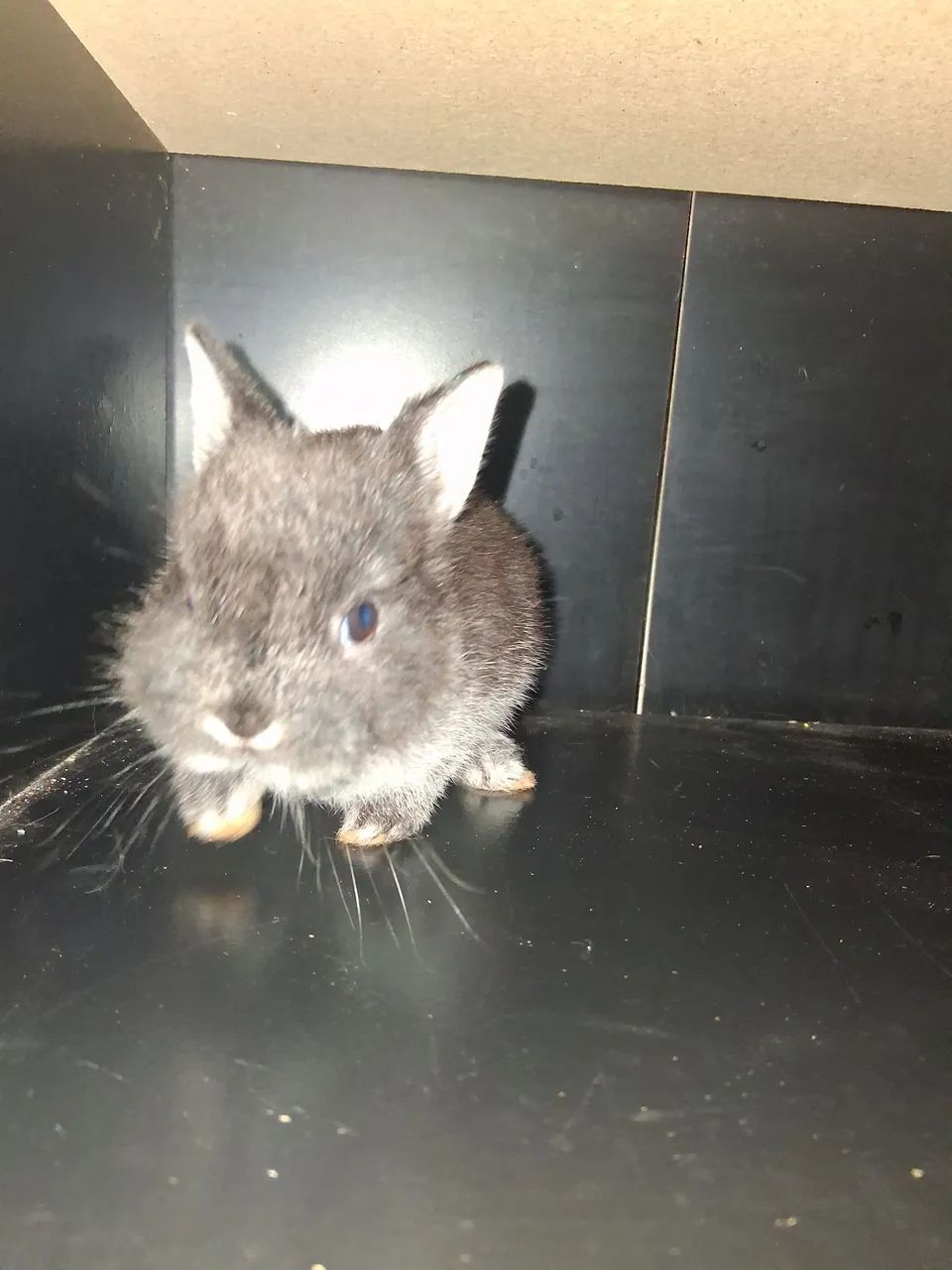 Coelho Fêmea raça Netherland Dwarf anão holandês pelagem Sable Marten