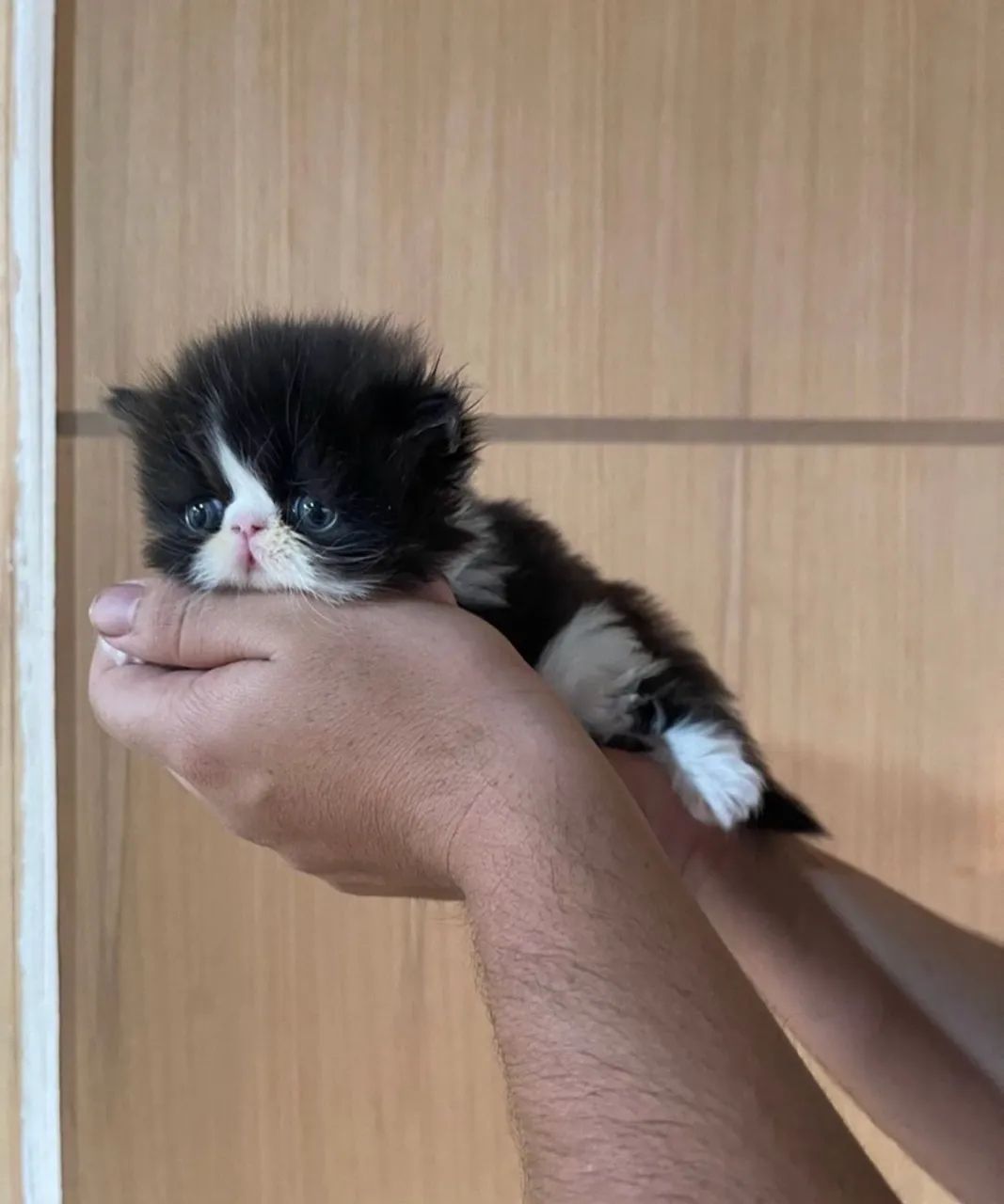 Gatos persas  - Foto 3