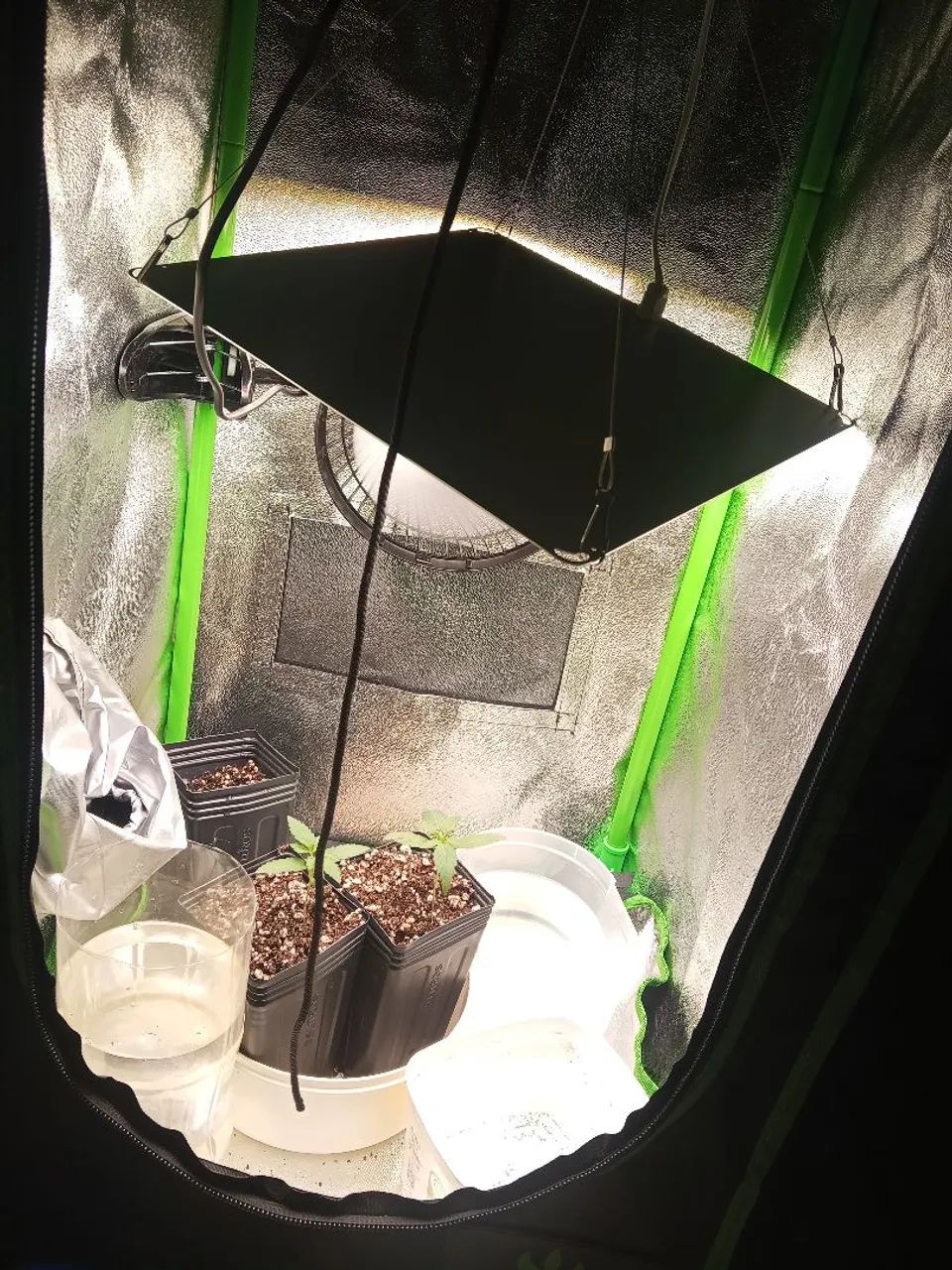 Cultivo indor  - Foto 2