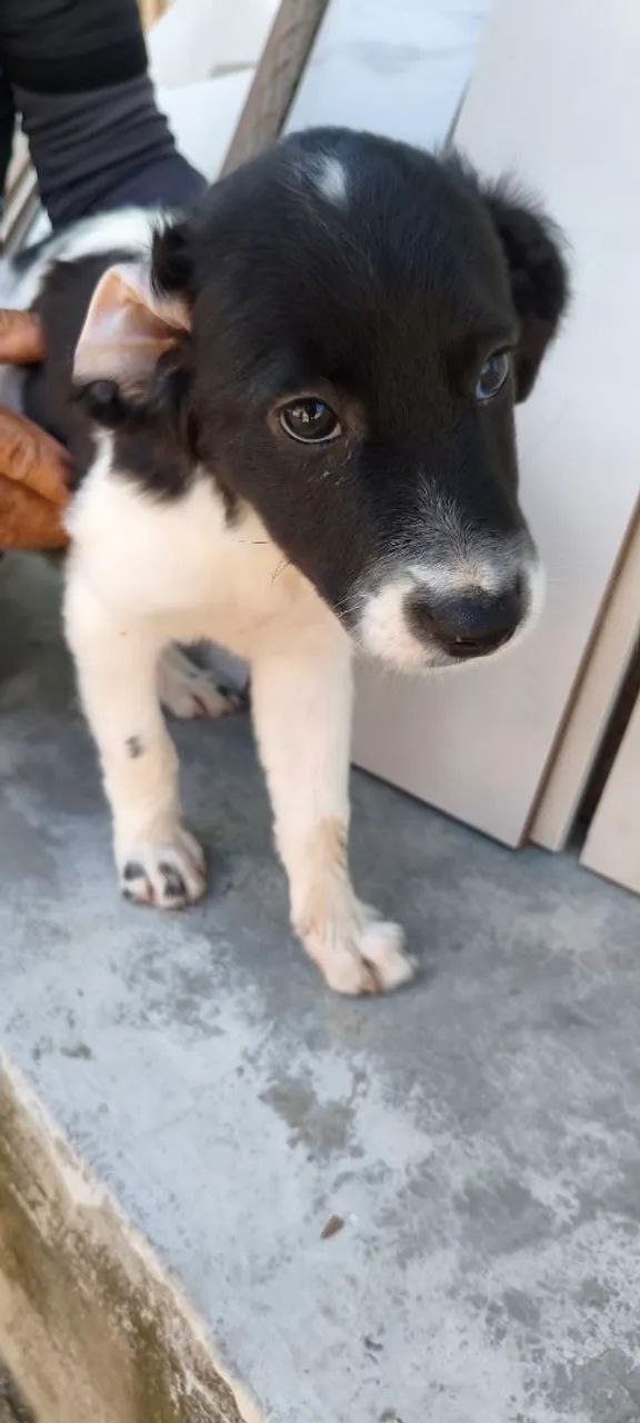Filhote de cachorro para adoção ? - Foto 2
