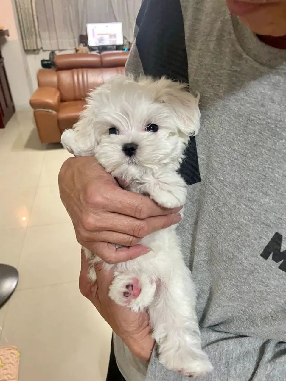 Maltês Mais que um presente, uma nova amizade