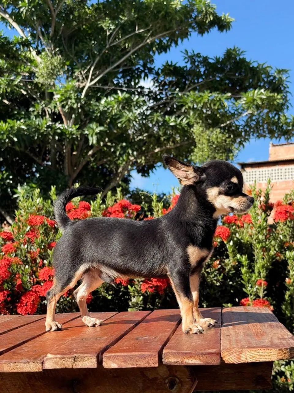 Vendo Chihuahua macho  - Foto 2