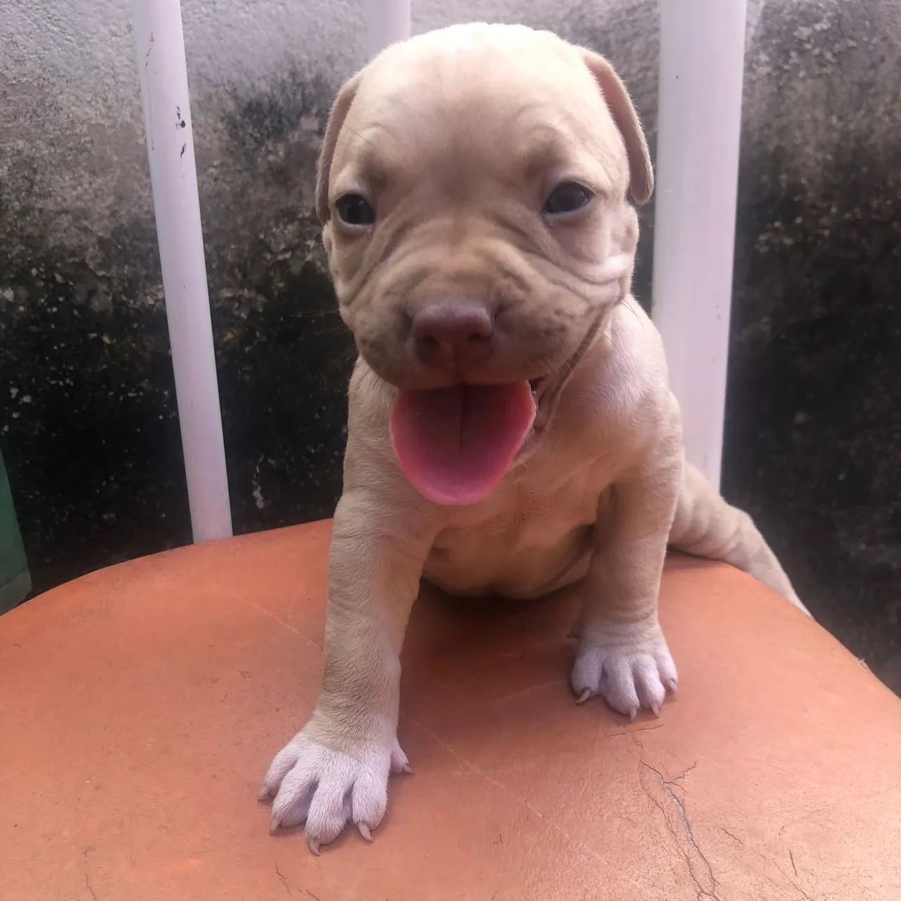 AMERICAN BULLY DISPONÍVEL  - Foto 5