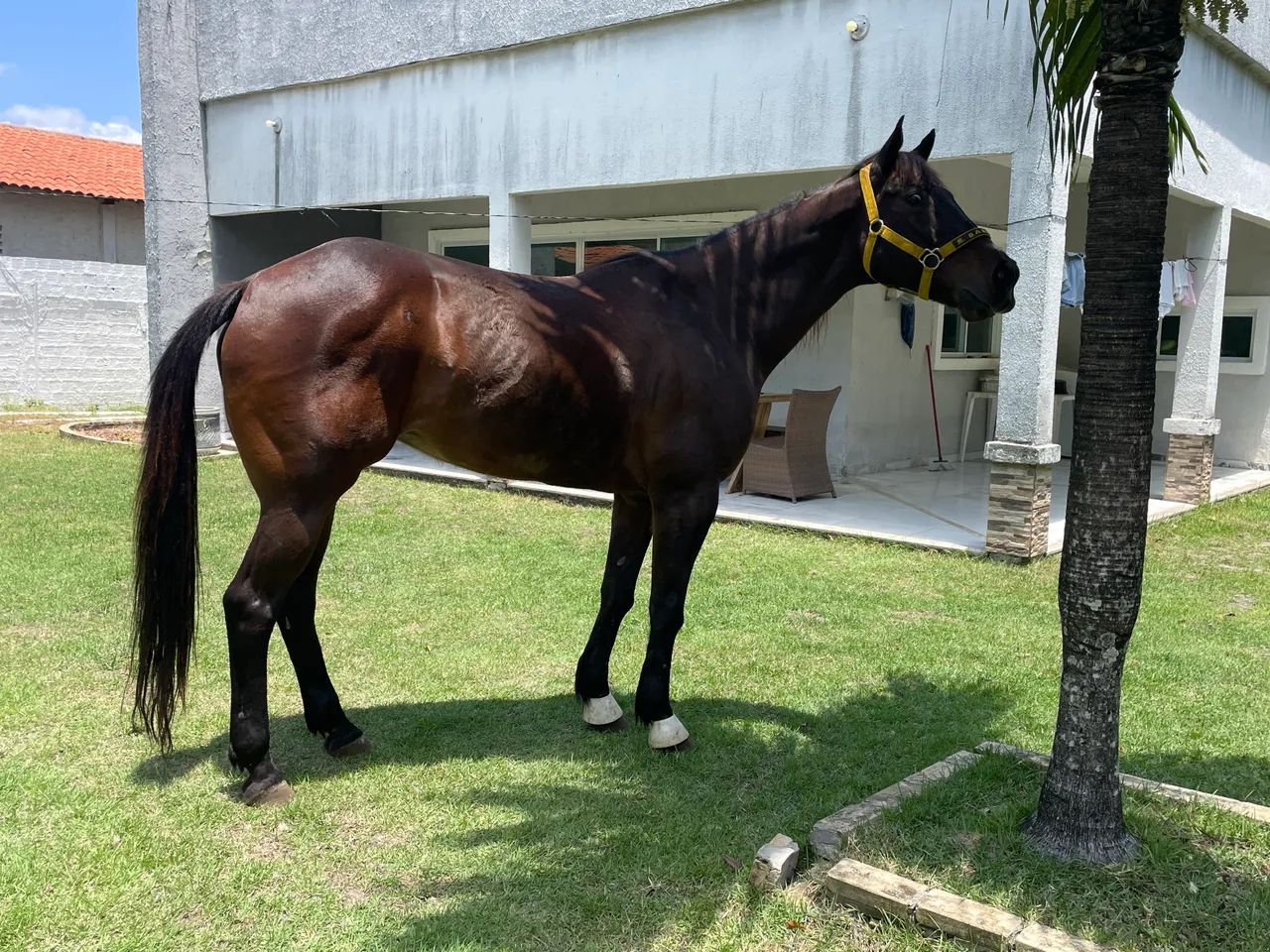 Vendo égua de esquerda  - Foto 2