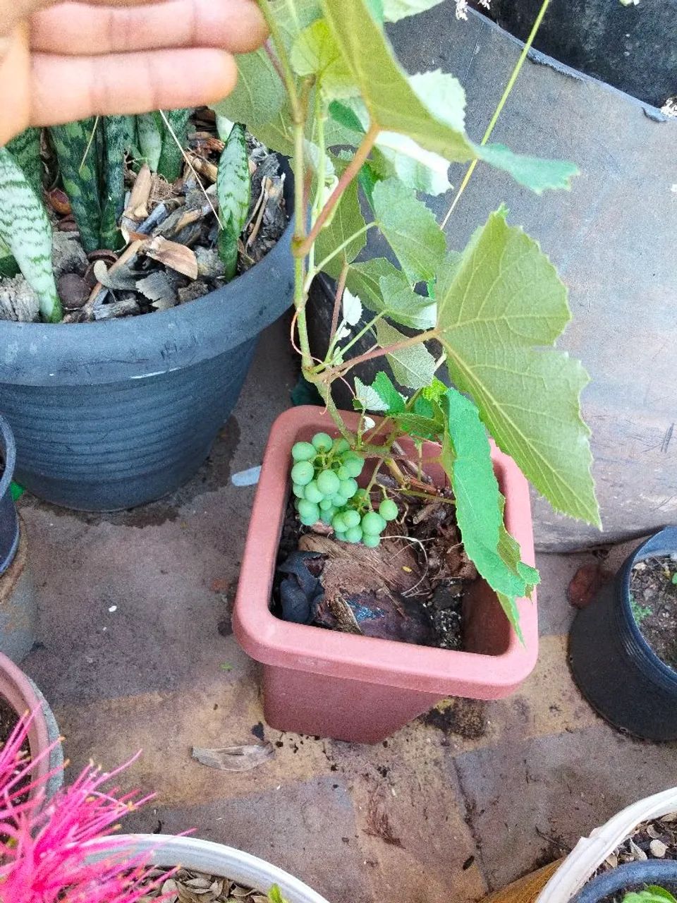 Muda de uva 