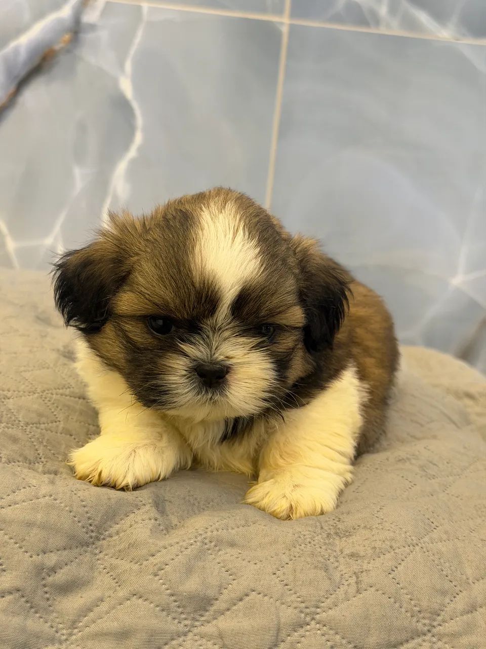 Shihtzu macho - Foto 4