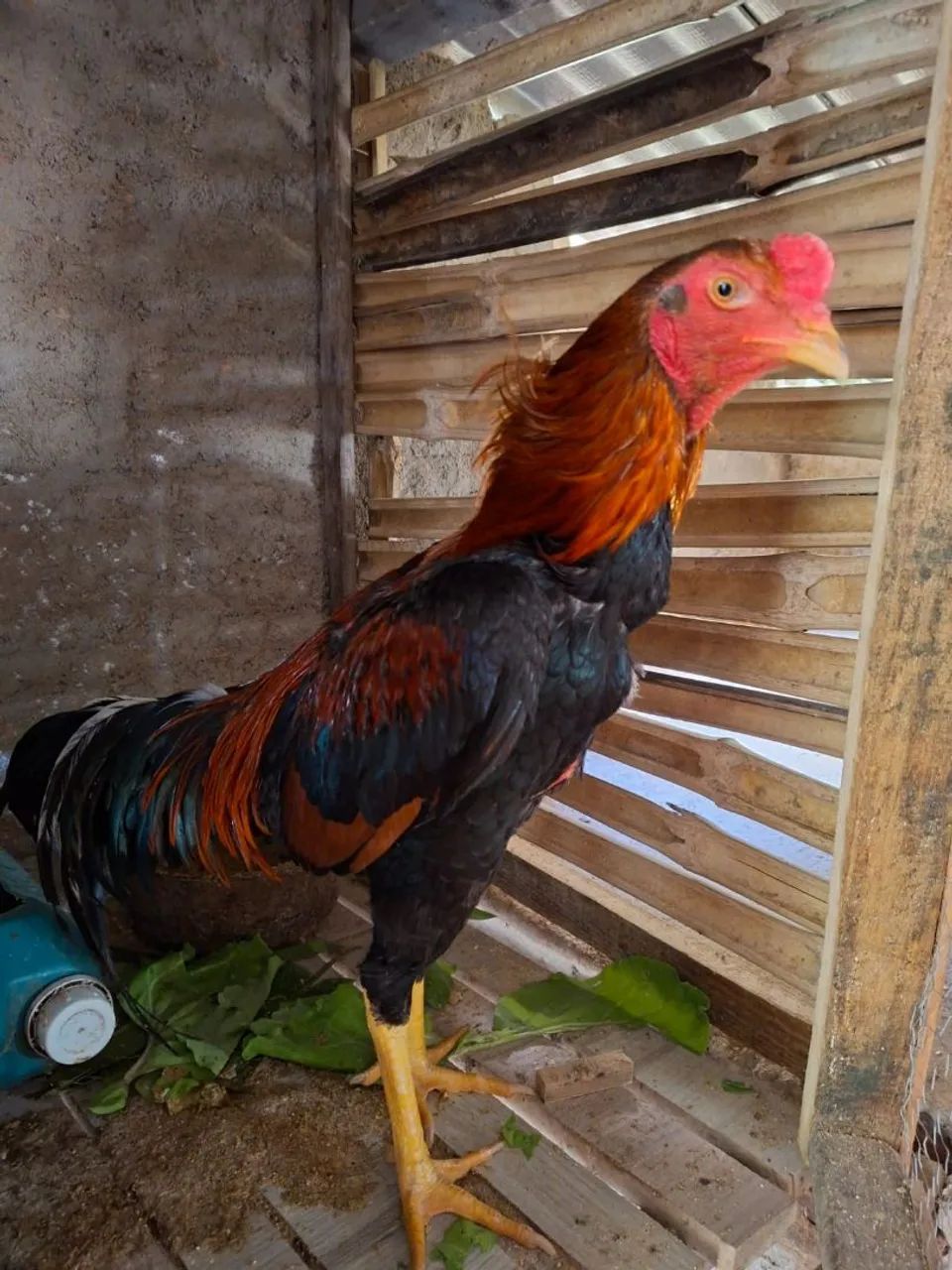 Galo indio - Foto 2